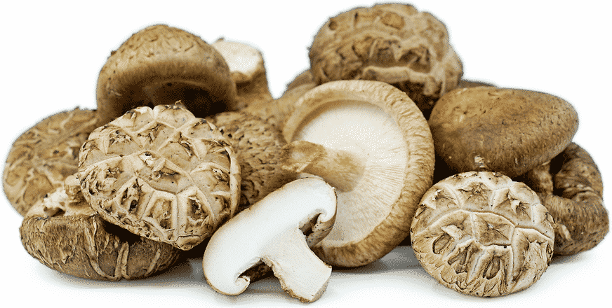 Shitake Medicinal Mushrooms 